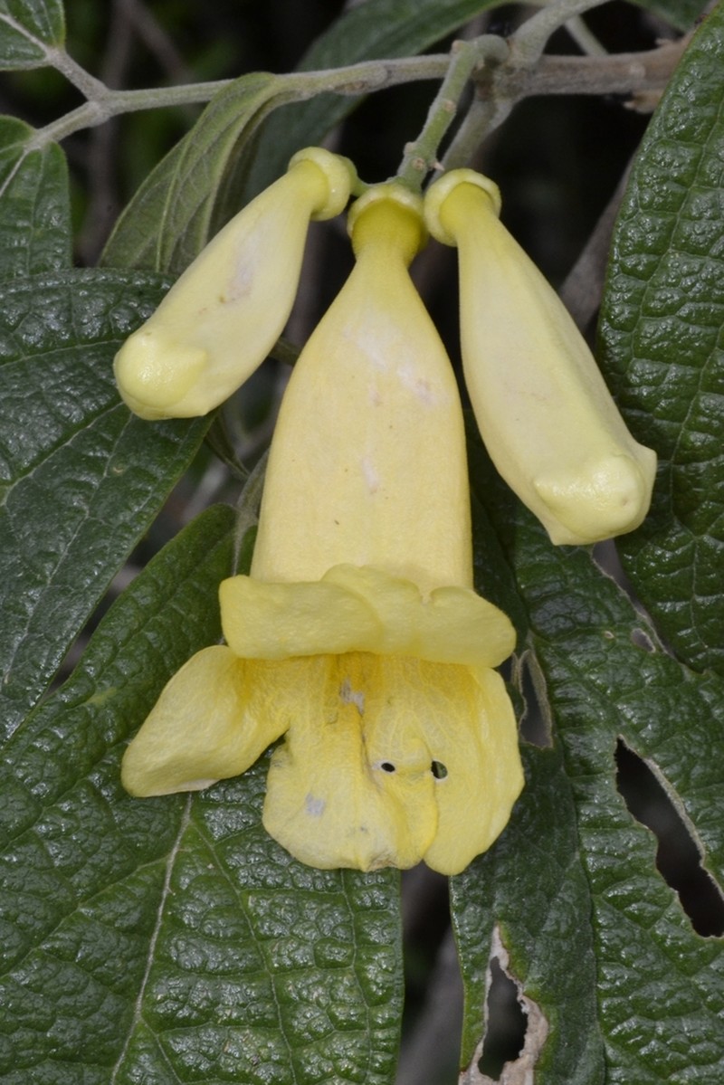 Anemopaegma pabstii