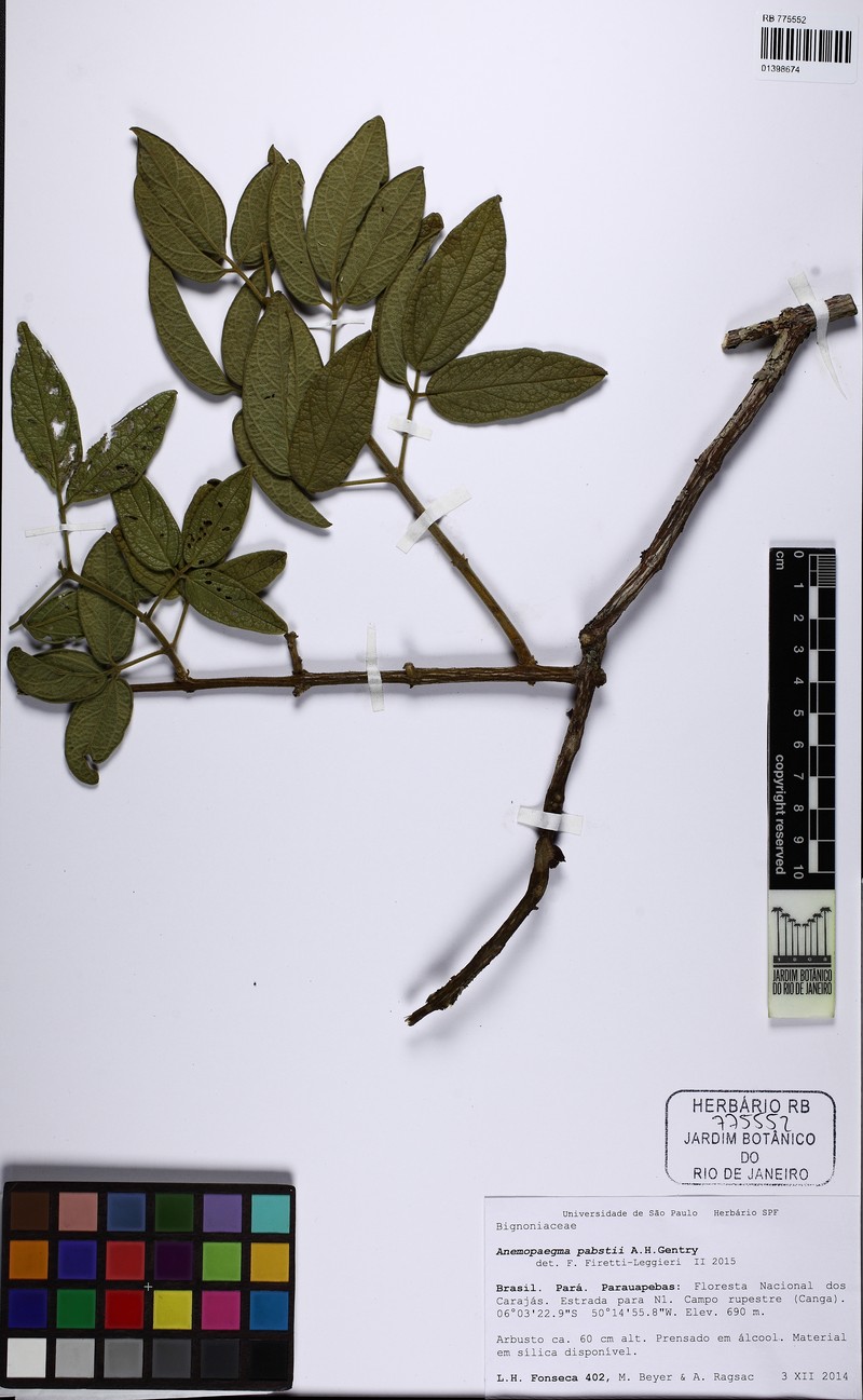 Anemopaegma pabstii photo 2