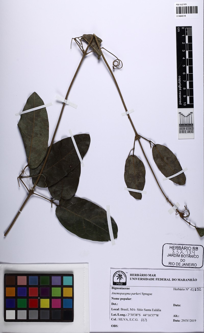 Anemopaegma parkeri