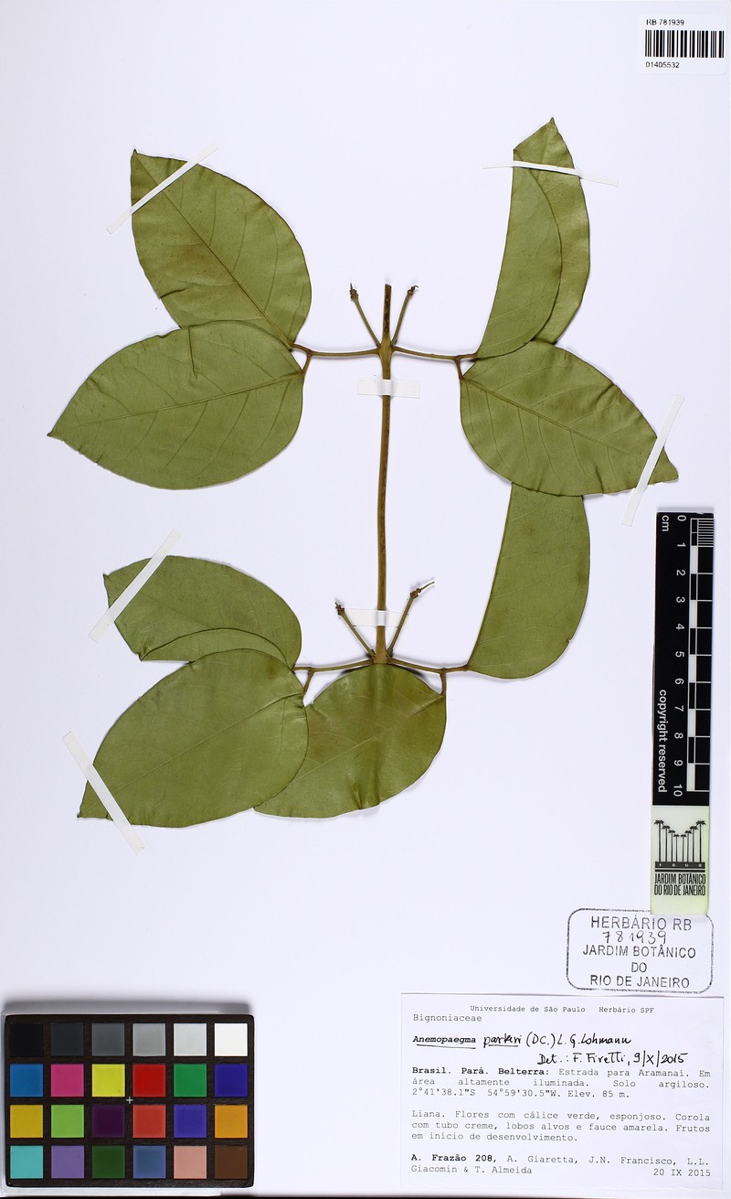 Anemopaegma parkeri photo 2