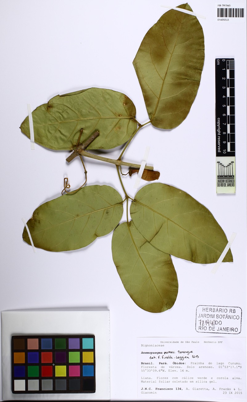 Anemopaegma parkeri photo 3