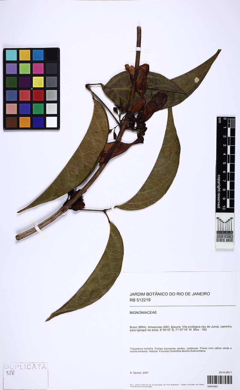 Anemopaegma parkeri photo 4