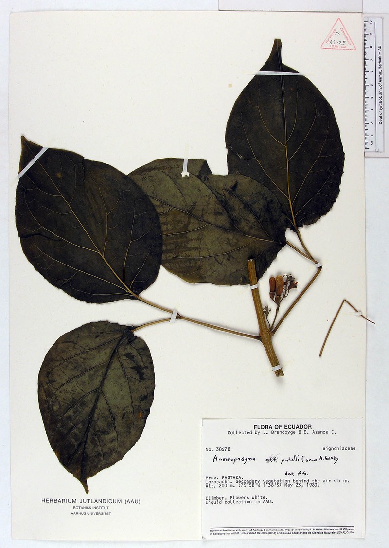 Anemopaegma patelliforme