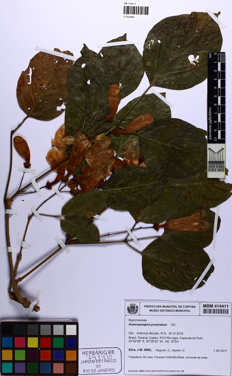 Anemopaegma prostratum