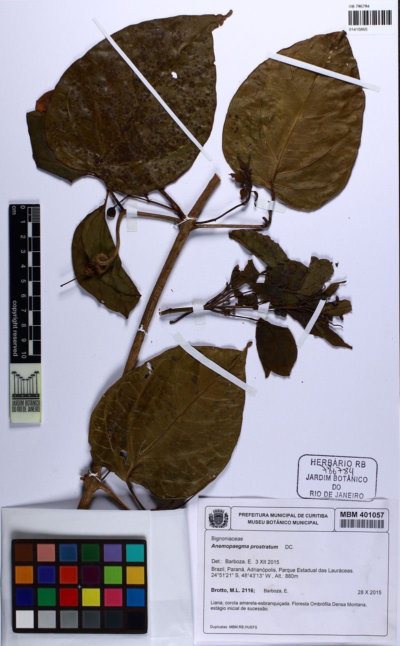Anemopaegma prostratum photo 2