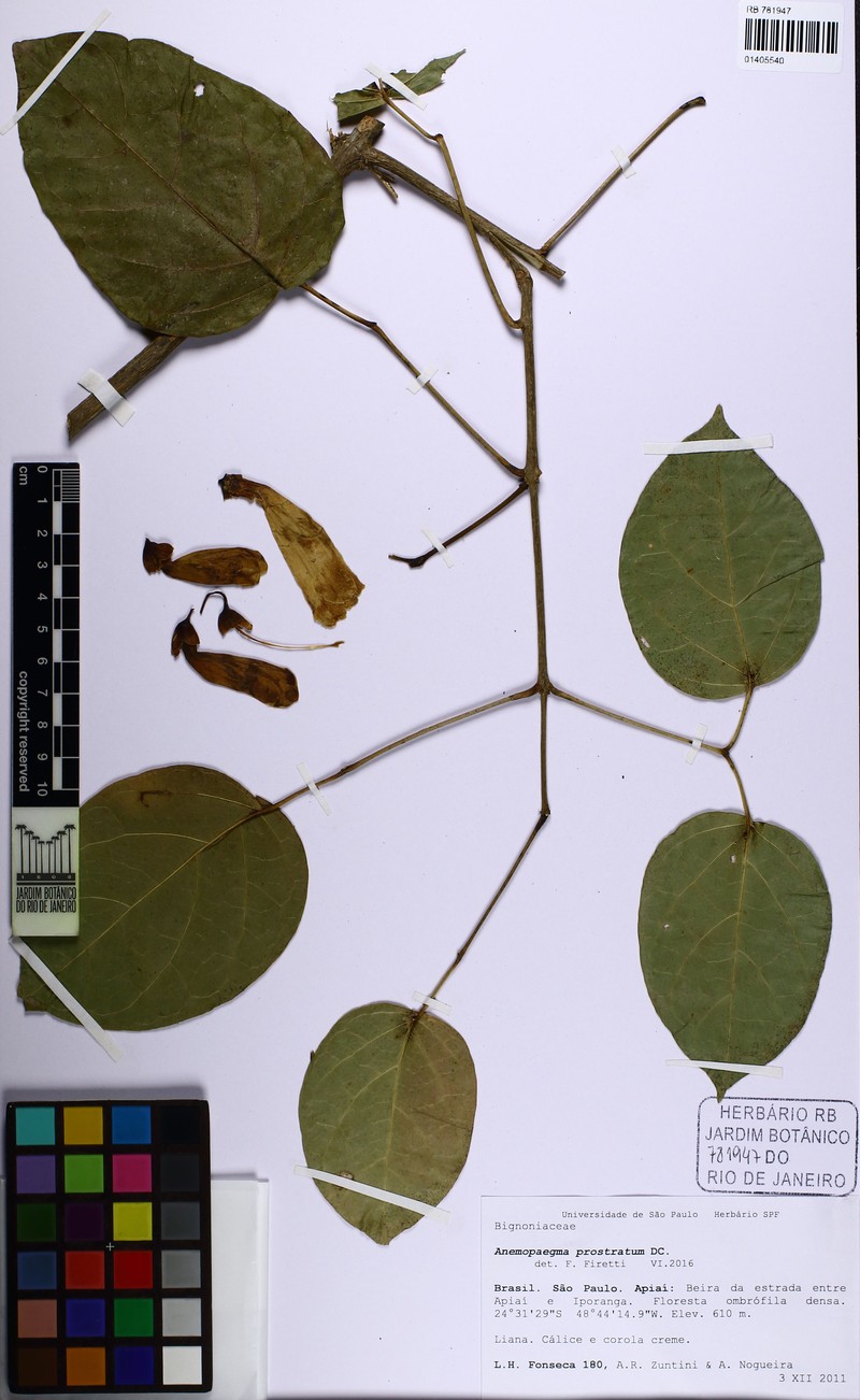 Anemopaegma prostratum photo 3