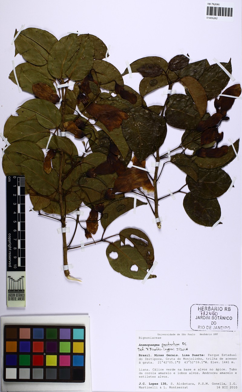 Anemopaegma prostratum photo 4