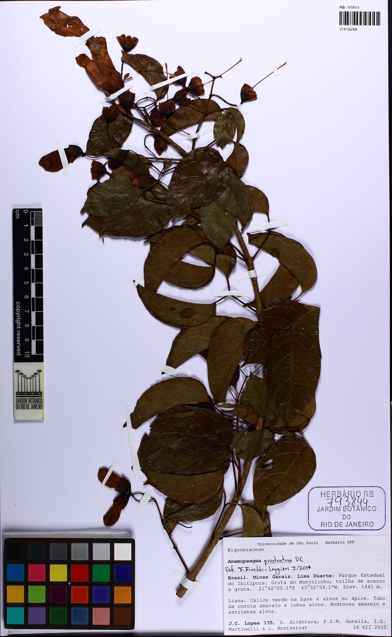 Anemopaegma prostratum photo 5