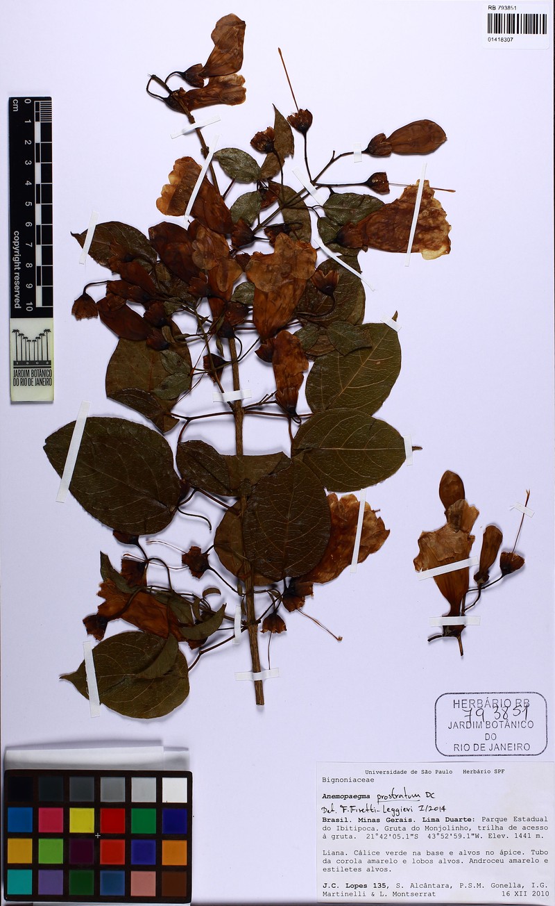 Anemopaegma prostratum photo 6