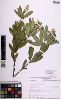 Anemopaegma scabriusculum