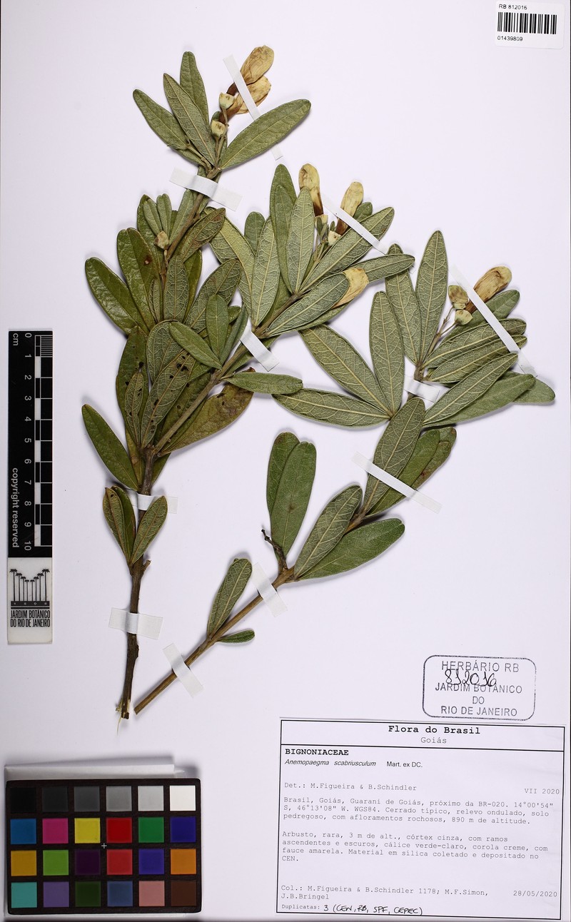 Anemopaegma scabriusculum