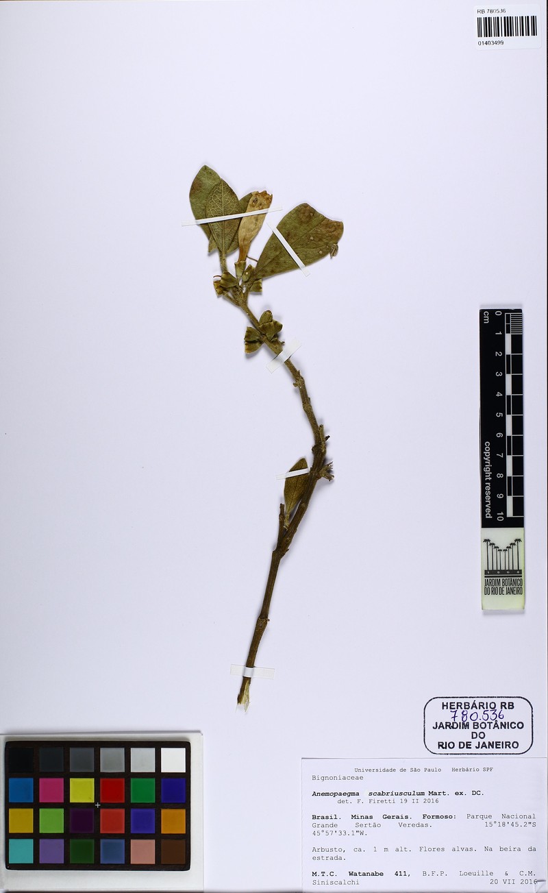 Anemopaegma scabriusculum photo 2