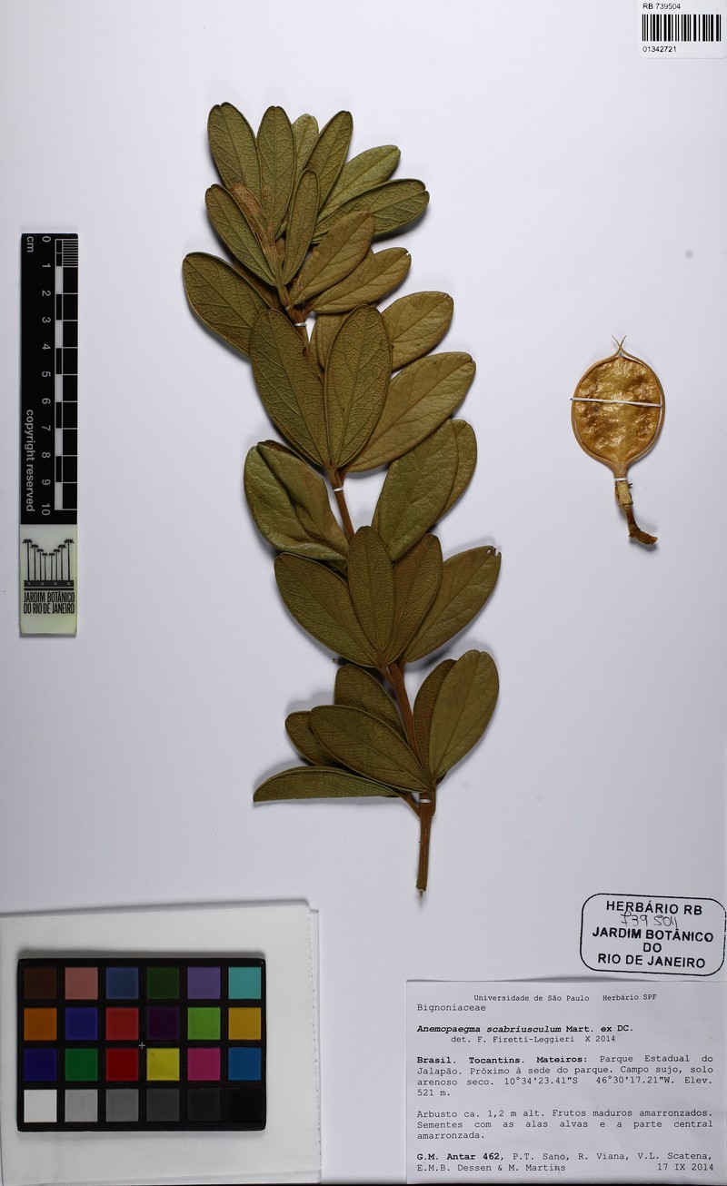 Anemopaegma scabriusculum photo 3