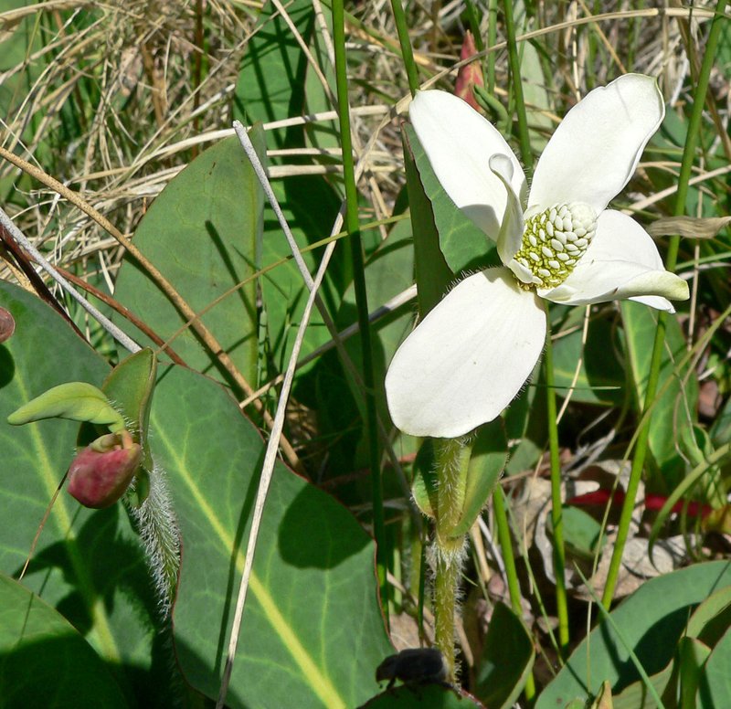Yerba Mansa