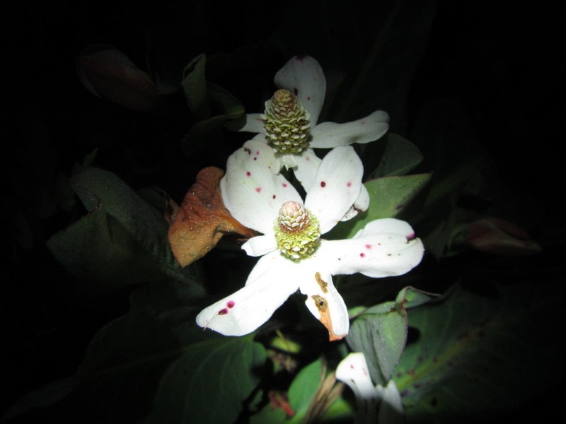 Yerba Mansa photo 2