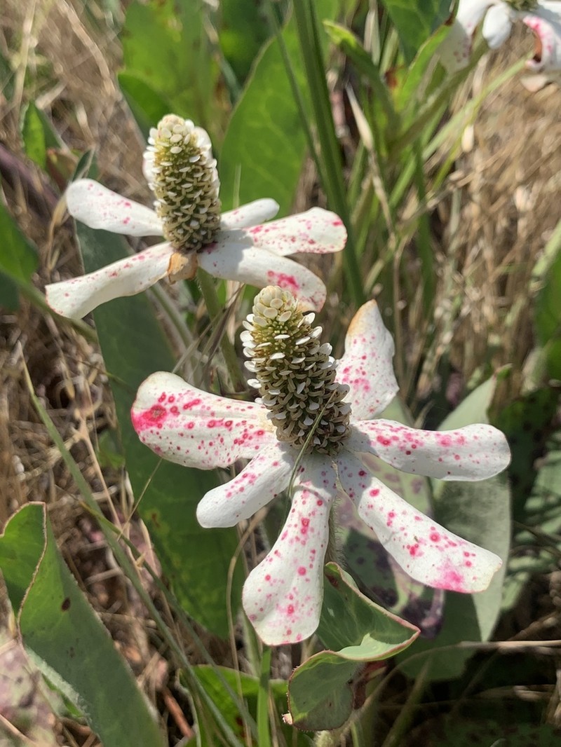 Yerba Mansa photo 3
