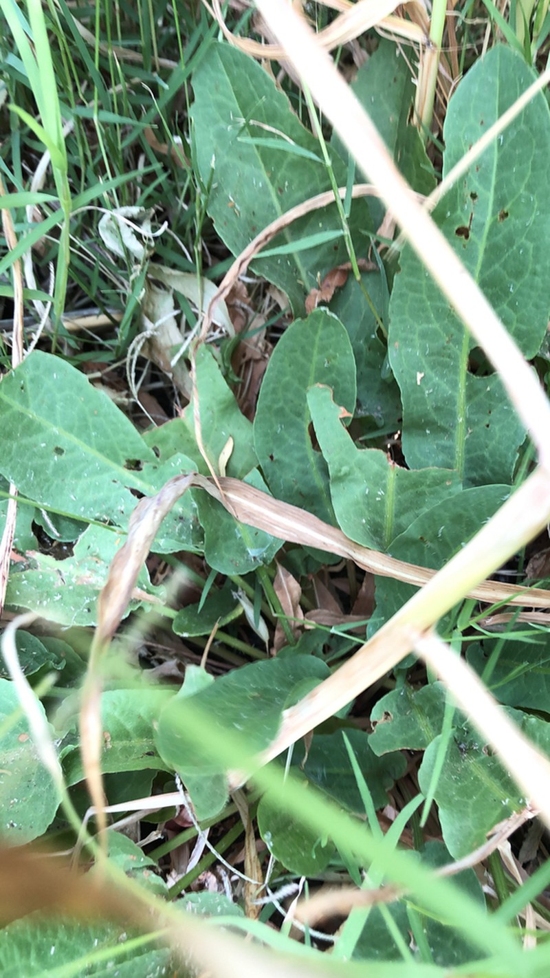 Yerba Mansa photo 4