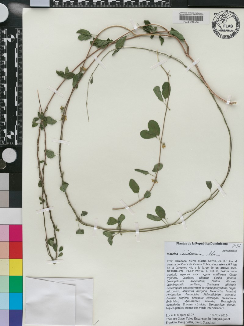 Anemotrochus viridivenius