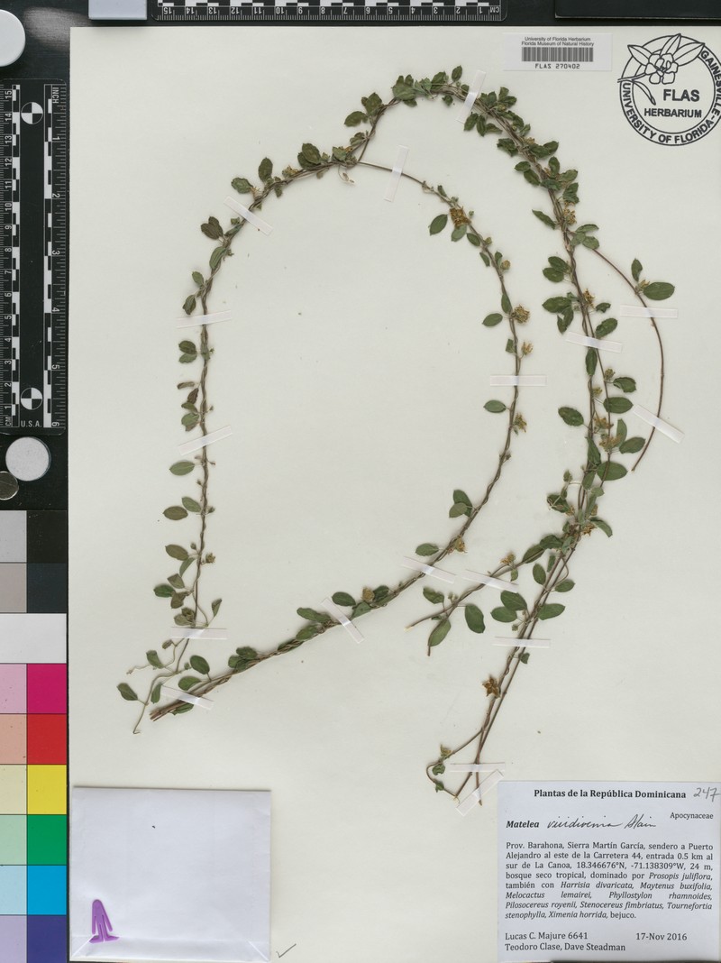 Anemotrochus viridivenius photo 2