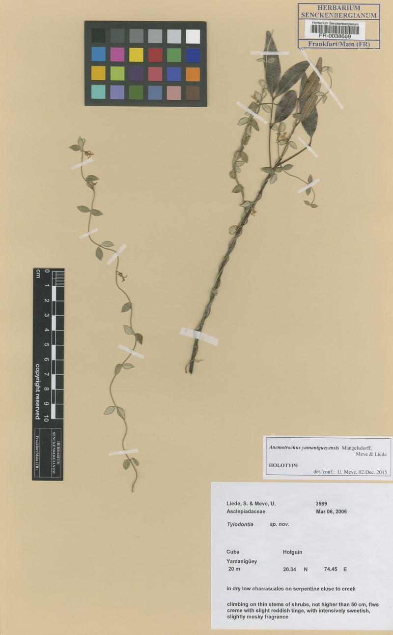 Anemotrochus yamanigueyensis