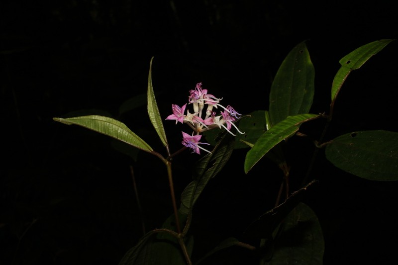 Anerincleistus macranthus