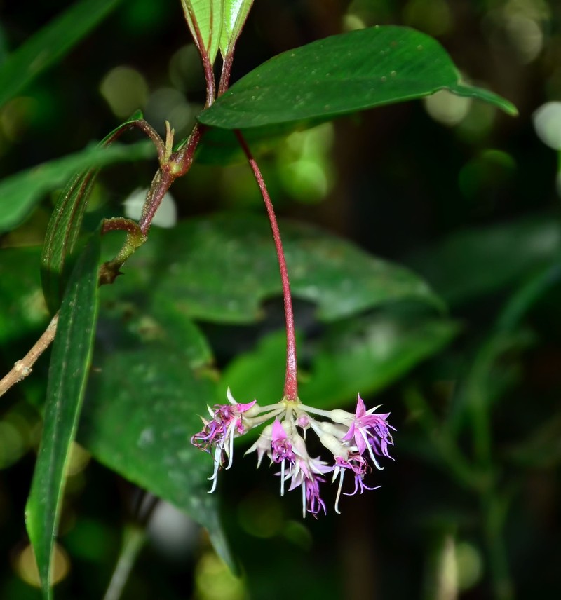 Anerincleistus macranthus photo 2