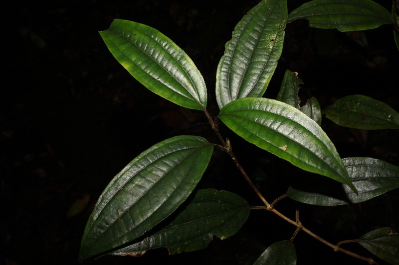 Anerincleistus macranthus photo 3
