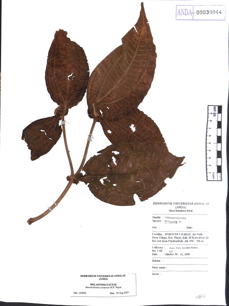 Anerincleistus macrophyllus