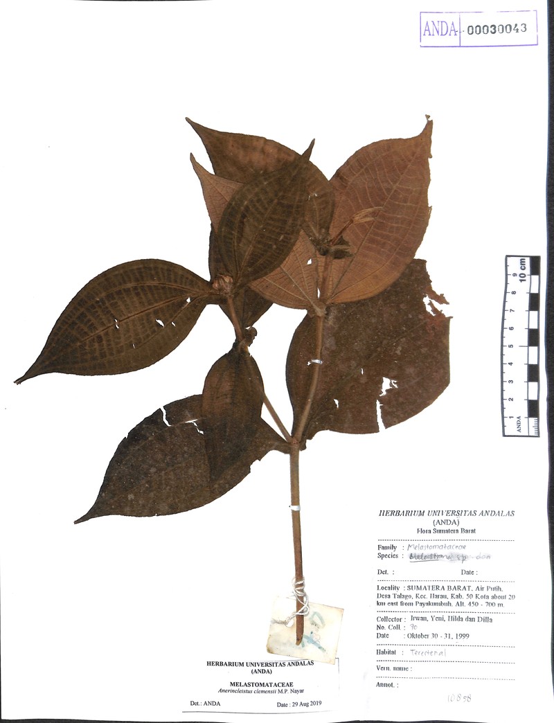 Anerincleistus macrophyllus photo 2