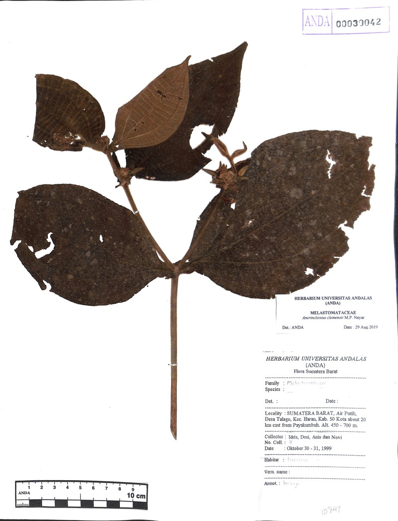 Anerincleistus macrophyllus photo 3