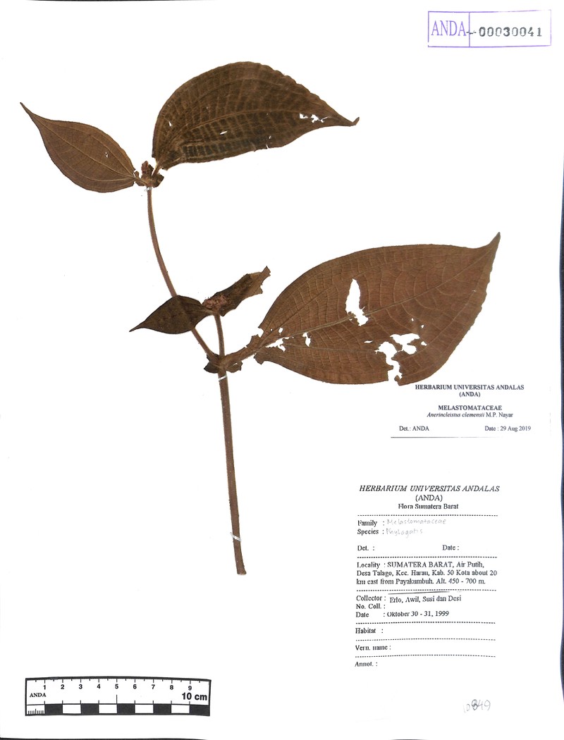 Anerincleistus macrophyllus photo 4