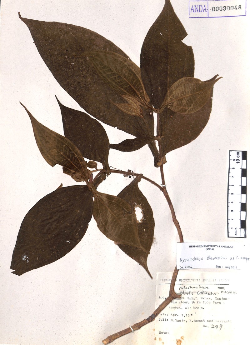 Anerincleistus macrophyllus photo 5