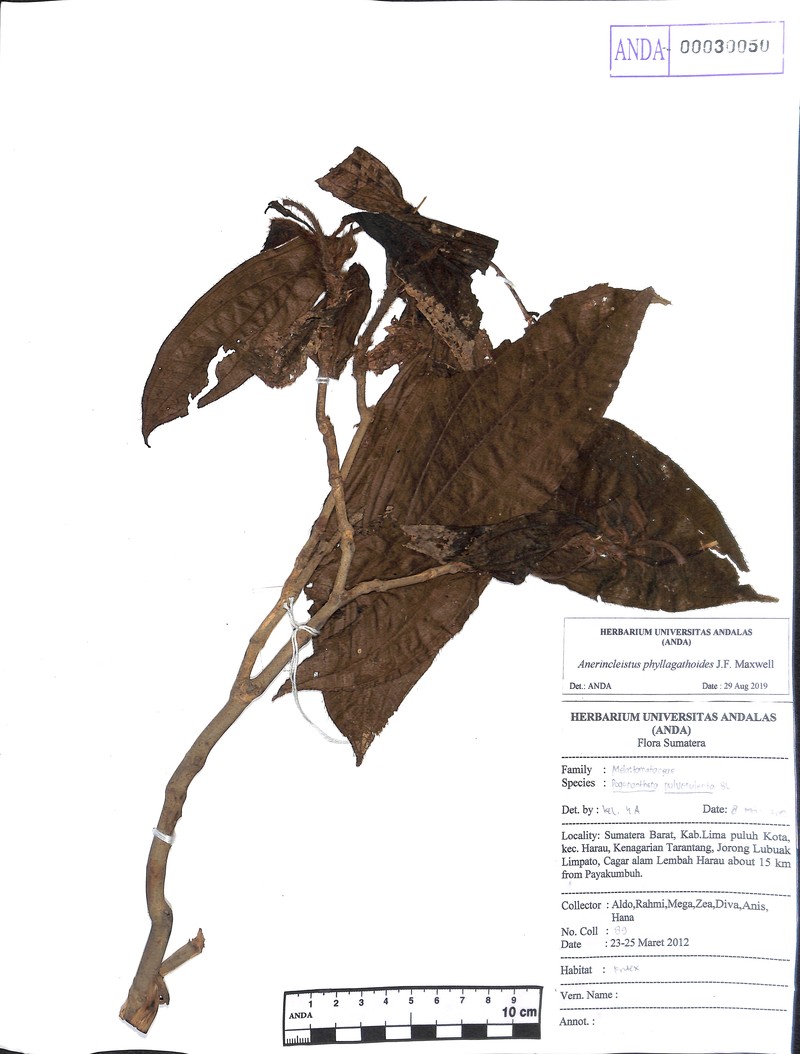 Anerincleistus phyllagathoides