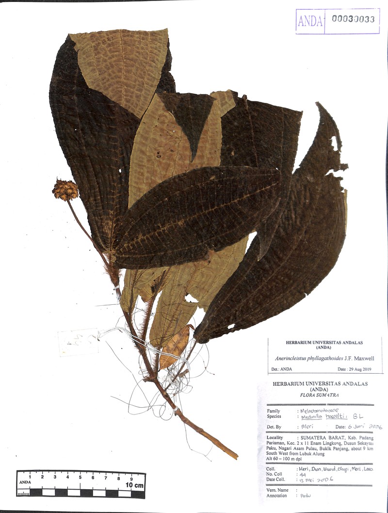 Anerincleistus phyllagathoides photo 2