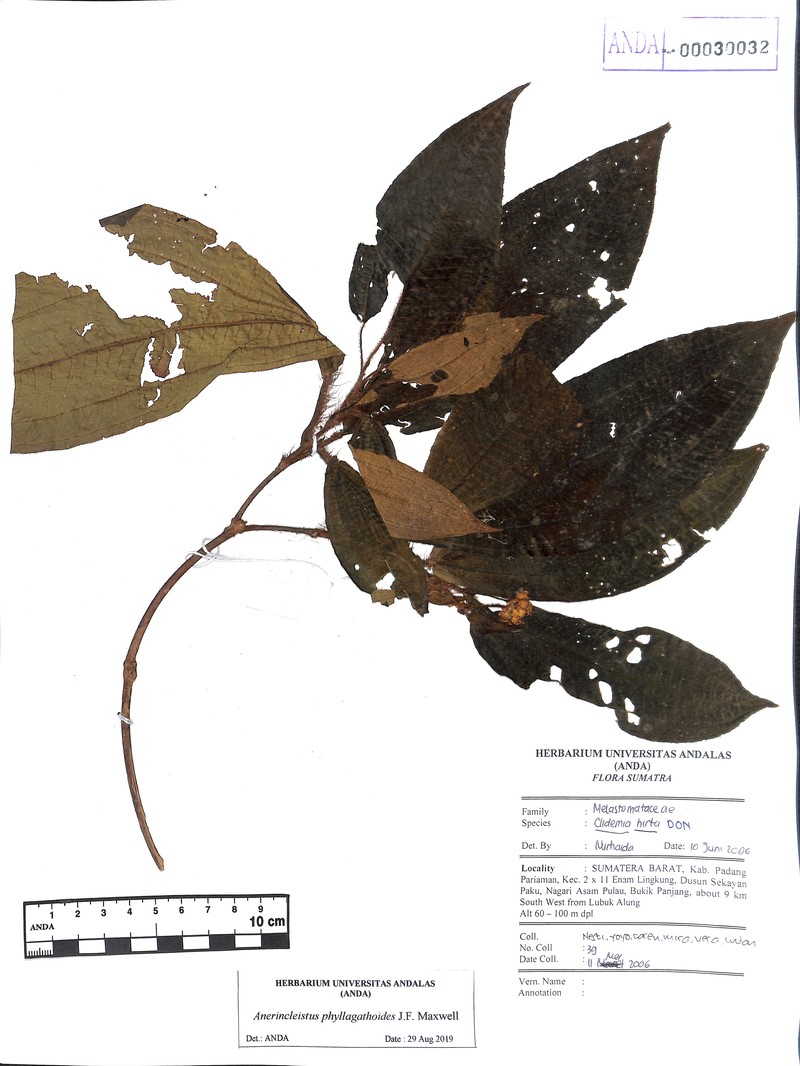 Anerincleistus phyllagathoides photo 3