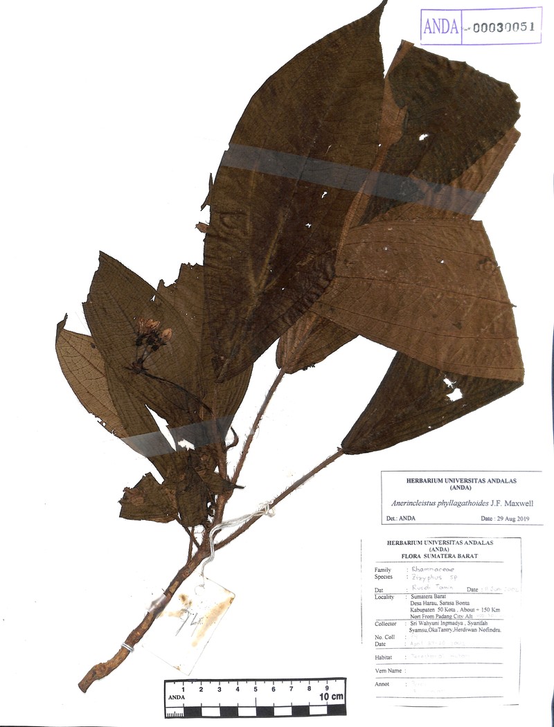Anerincleistus phyllagathoides photo 4