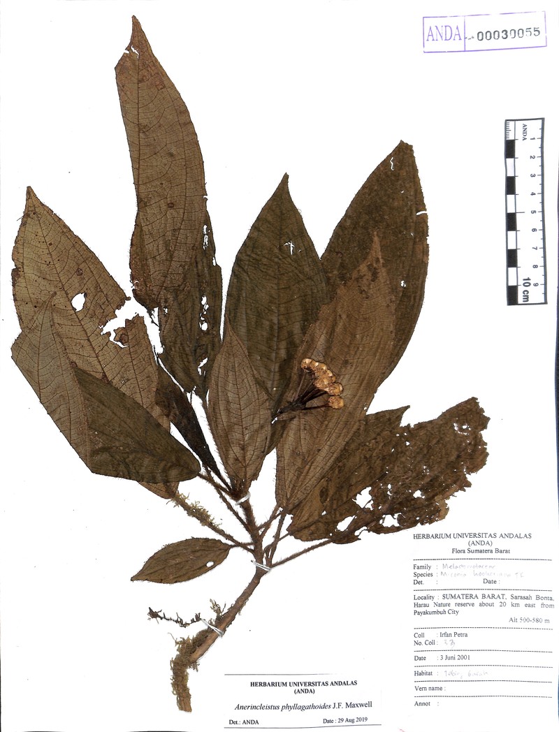 Anerincleistus phyllagathoides photo 5
