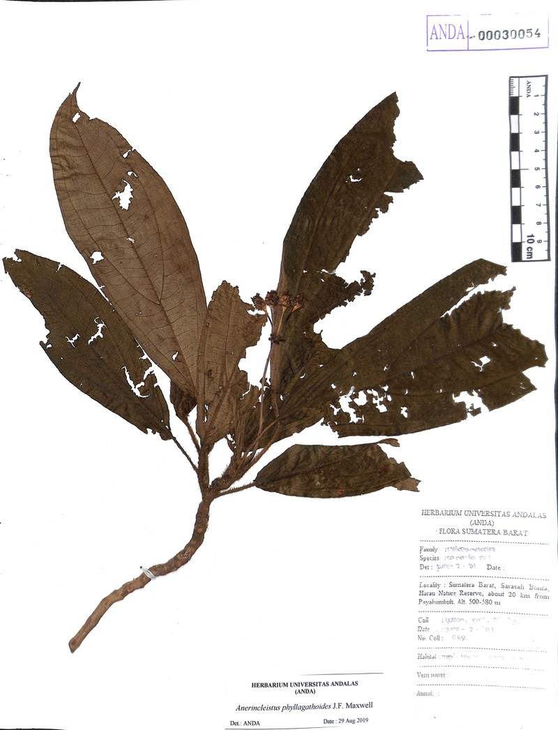 Anerincleistus phyllagathoides photo 6
