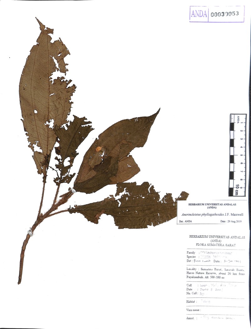 Anerincleistus phyllagathoides photo 7