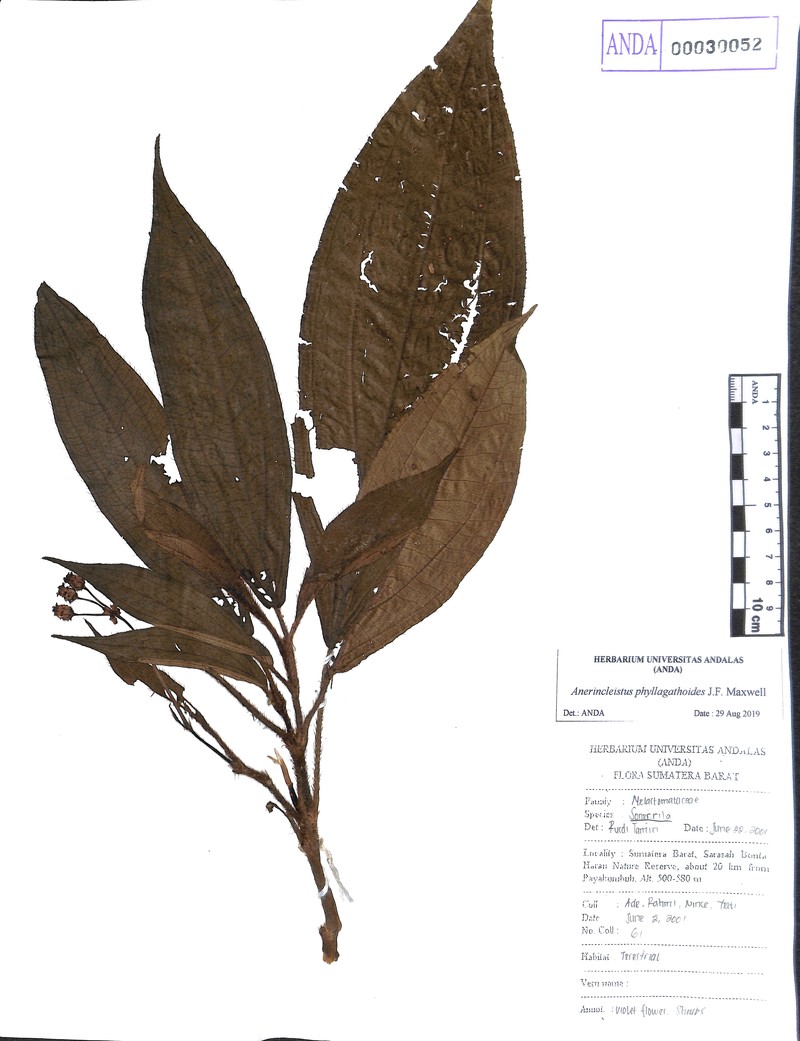 Anerincleistus phyllagathoides photo 8
