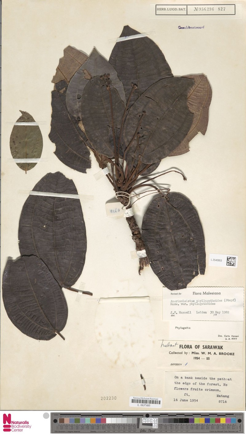 Anerincleistus phyllagathoides var. phyllagathoides