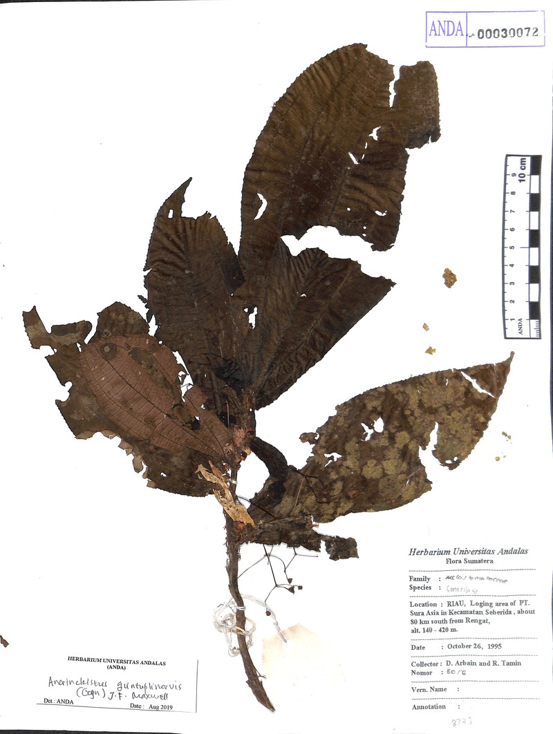 Anerincleistus quintuplinervis