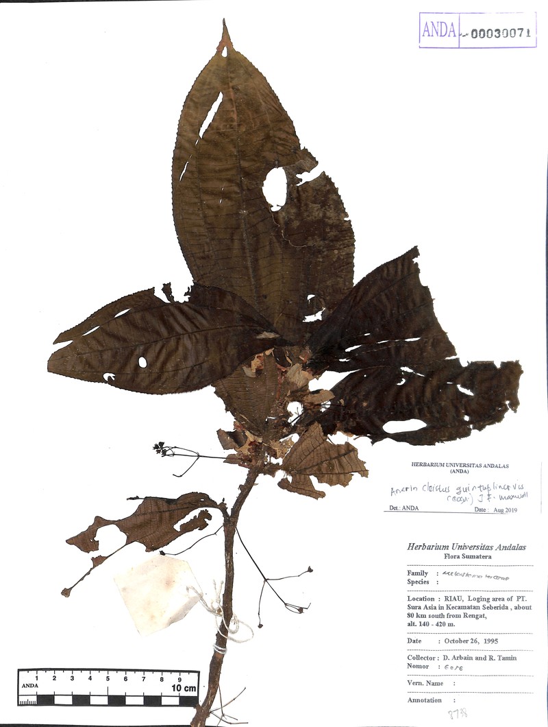 Anerincleistus quintuplinervis photo 2