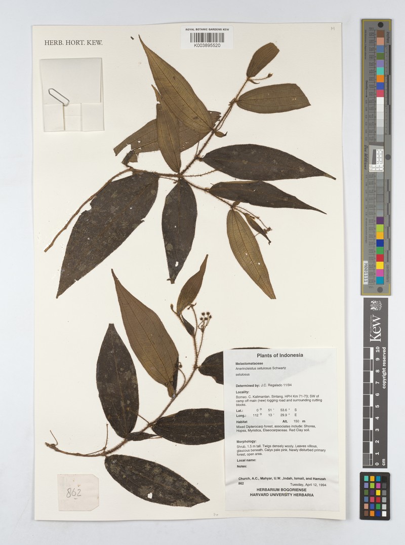 Anerincleistus setulosus var. setulosus
