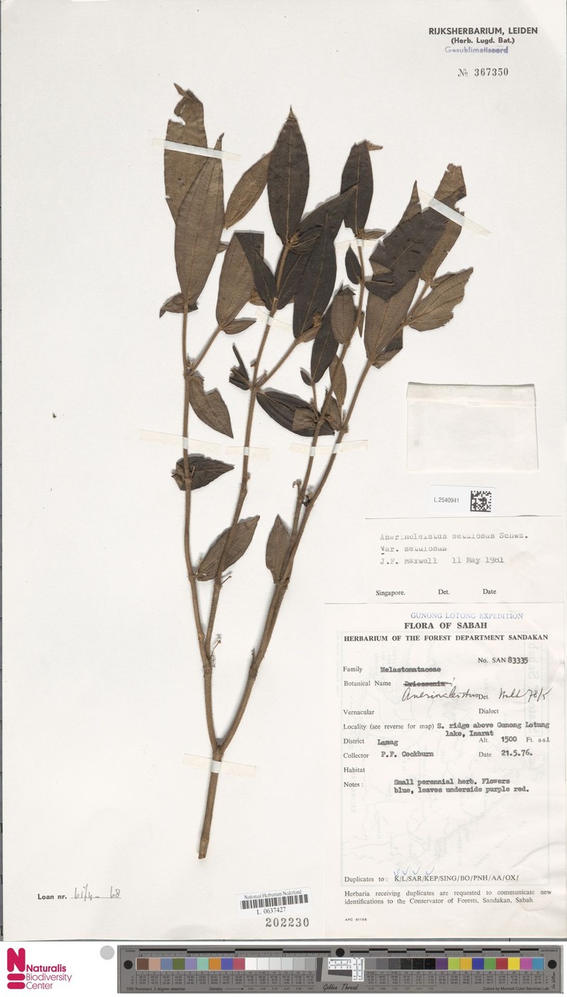 Anerincleistus setulosus var. setulosus photo 2