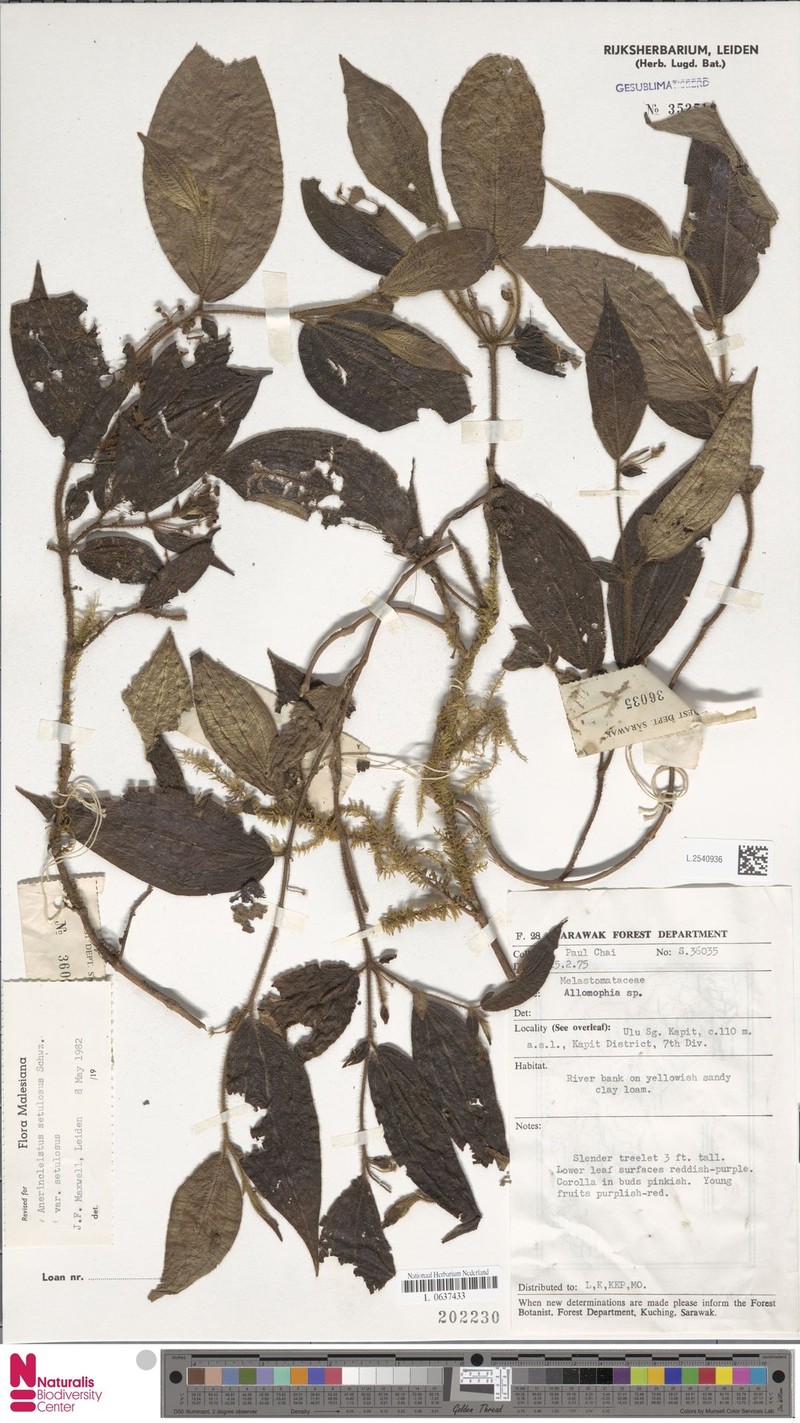 Anerincleistus setulosus var. setulosus photo 3