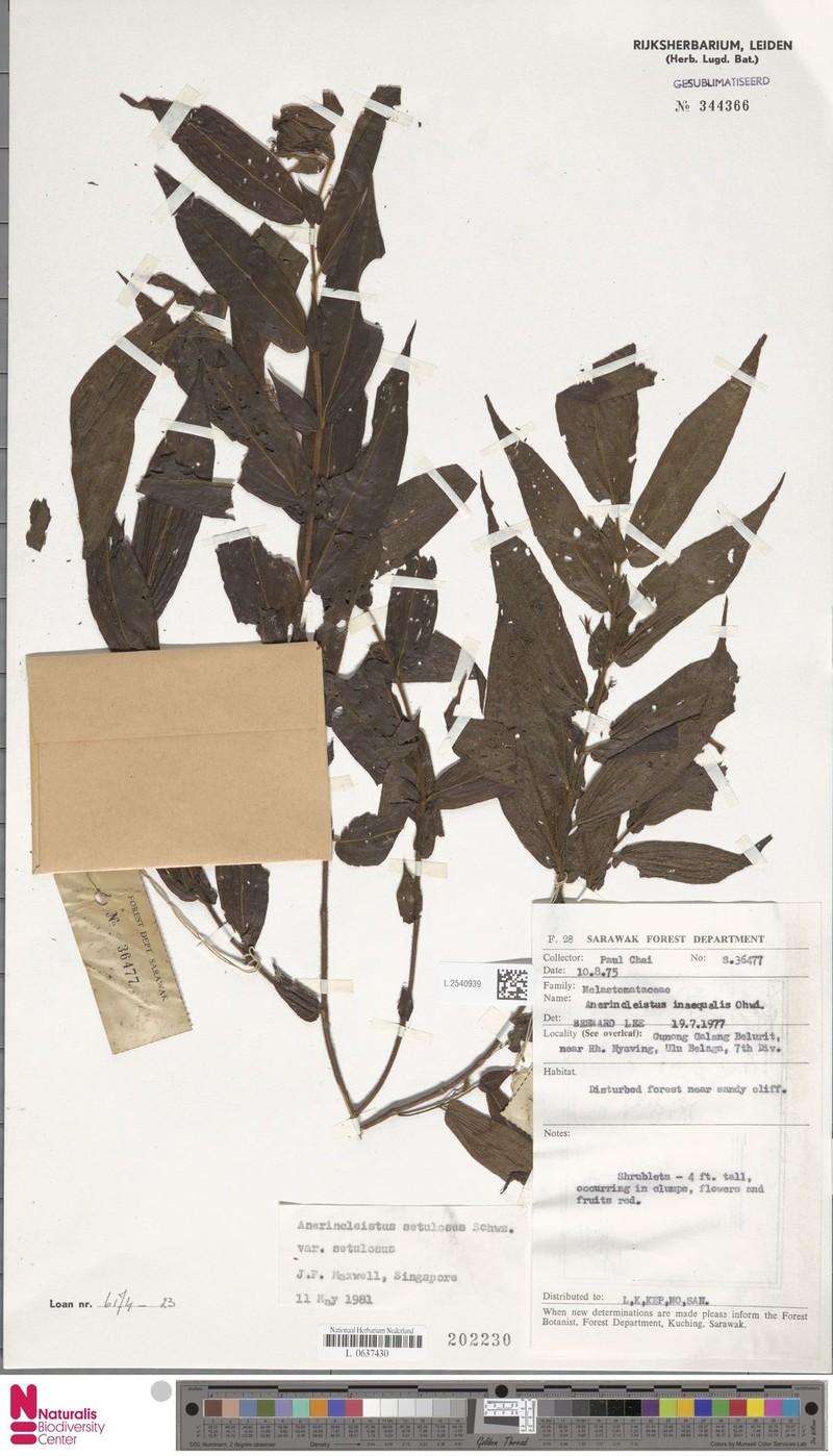 Anerincleistus setulosus var. setulosus photo 4