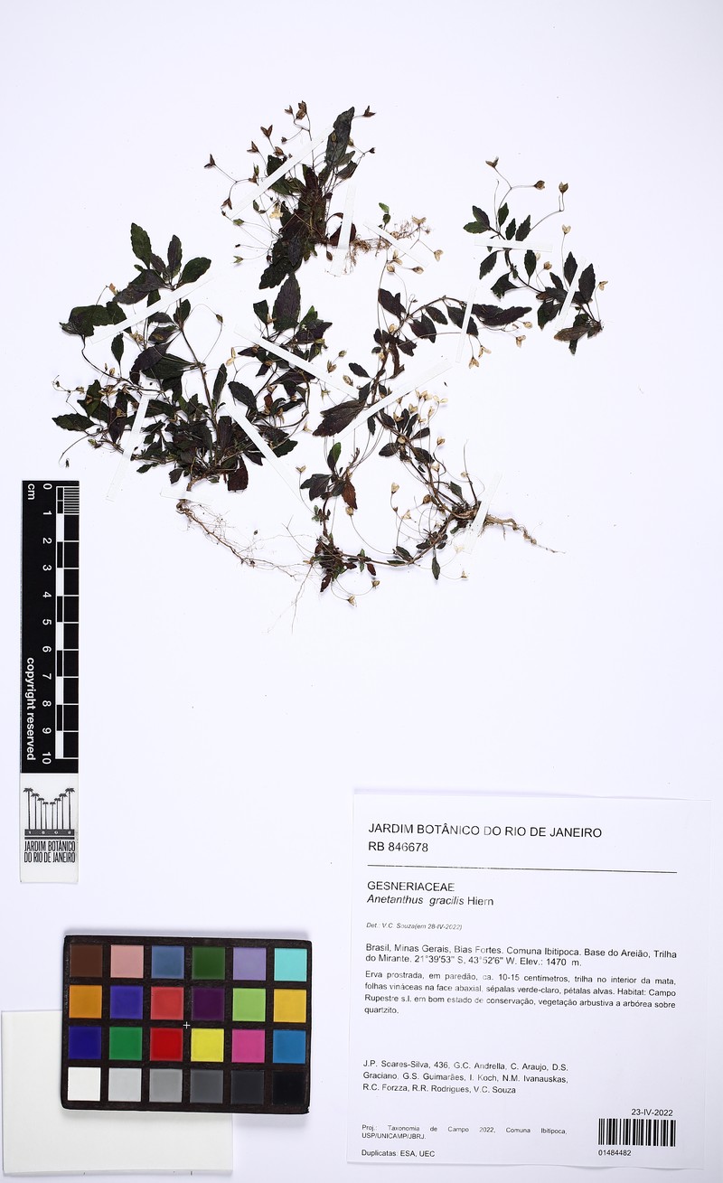Anetanthus gracilis