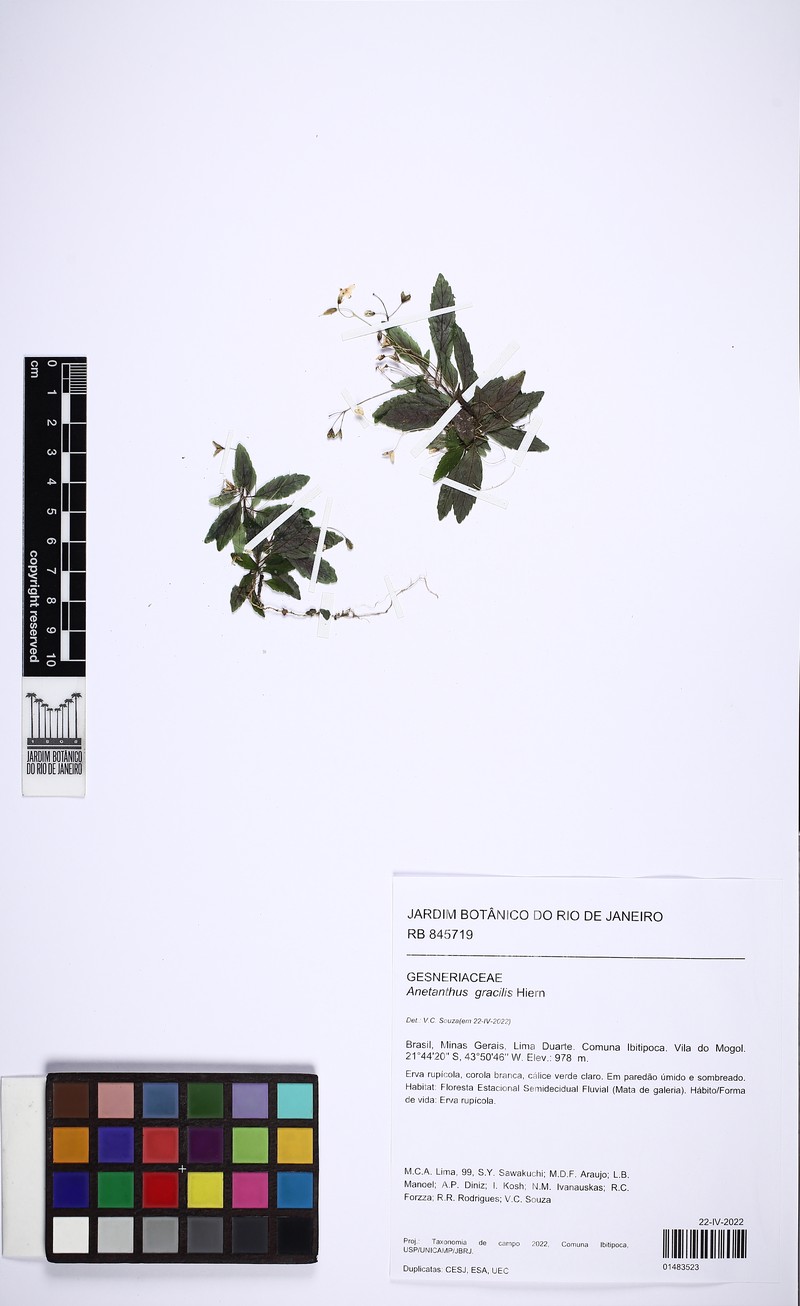 Anetanthus gracilis photo 2