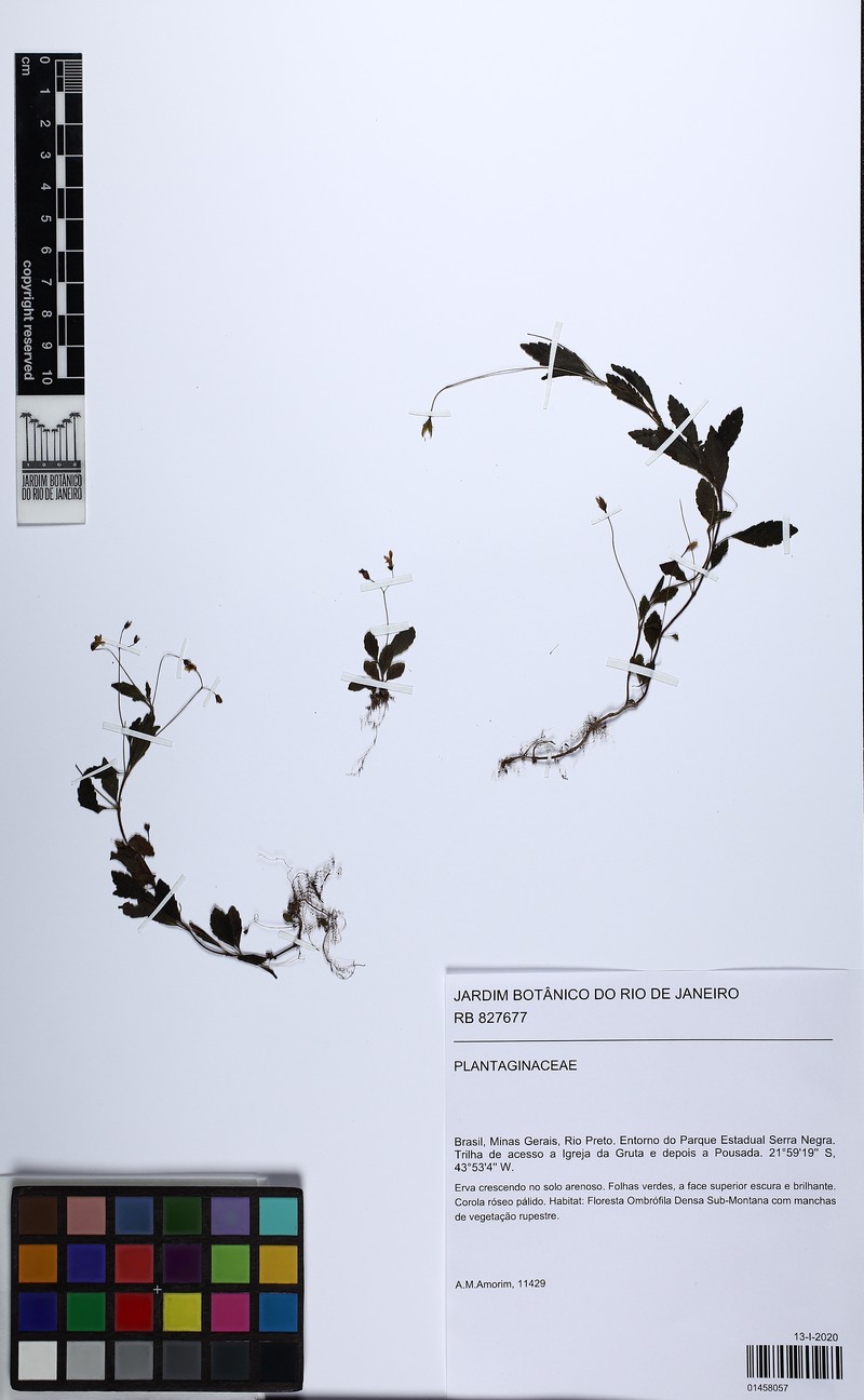 Anetanthus gracilis photo 3